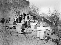 Dans la rgion du Dauphin, des ruches d'apiculture.  - Lyon (69)  - 1900